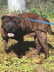 Chinese Shar-Pei Dogs for adoption in Tallahassee, FL, USA