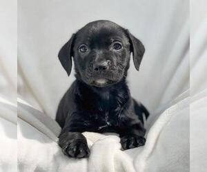 Labrador Retriever-Unknown Mix Dogs for adoption in San Diego, CA, USA