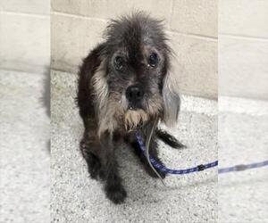 Poodle (Miniature)-Unknown Mix Dogs for adoption in Conroe, TX, USA