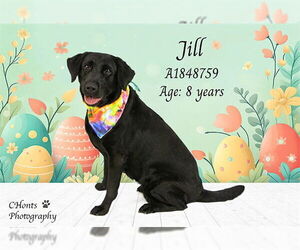 Labrador Retriever Dogs for adoption in Riverside, CA, USA