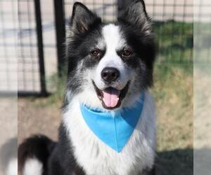 Alaskan Malamute-Unknown Mix Dogs for adoption in San Antonio, TX, USA