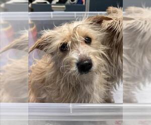 Maltese Dogs for adoption in Woodland, CA, USA