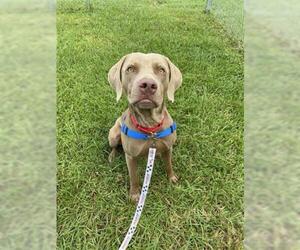 Weimaraner Dogs for adoption in Vero Beach, FL, USA