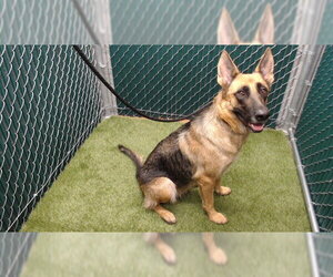 German Shepherd Dog Dogs for adoption in Downey, CA, USA