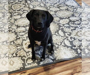 Labrador Retriever-Unknown Mix Dogs for adoption in Boston, MA, USA