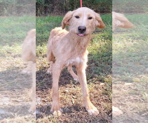 Labradoodle Dogs for adoption in Wetumpka, AL, USA