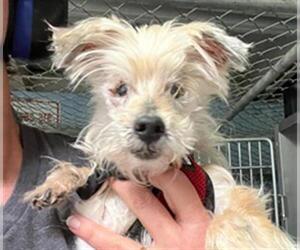 Mutt Dogs for adoption in Stockton, CA, USA