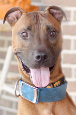 Boxer-Rhodesian Ridgeback Mix Dogs for adoption in Pensacola, FL, USA