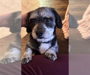 Lhasa Apso-Unknown Mix Dogs for adoption in Sacramento, CA, USA