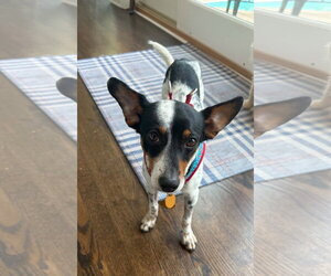 Jack Russell Terrier-Unknown Mix Dogs for adoption in St. Louis Park, MN, USA