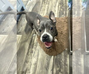 American Pit Bull Terrier-Unknown Mix Dogs for adoption in Mount Pleasant, SC, USA