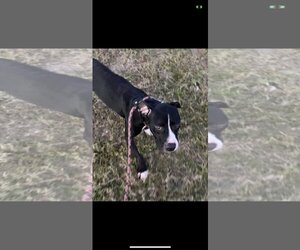 American Bulldog-Labrador Retriever Mix Dogs for adoption in Windermere, FL, USA