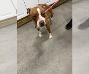 American Pit Bull Terrier Dogs for adoption in Forestville, MD, USA
