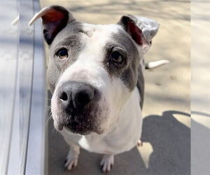 American Pit Bull Terrier Dogs for adoption in Aurora, IL, USA