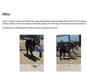 Mutt Dogs for adoption in Martinsburg, WV, USA