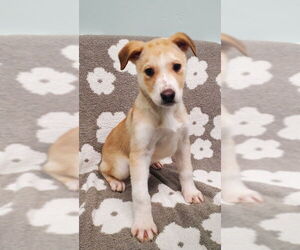 Labrador Retriever Dogs for adoption in Lake City, MI, USA