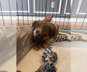 German Shepherd Dog-Unknown Mix Dogs for adoption in Stephens City, VA, USA
