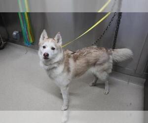 Siberian Husky Dogs for adoption in Fairbanks, AK, USA