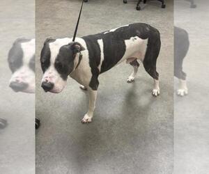 American Bulldog-Staffordshire Bull Terrier Mix Dogs for adoption in Texas City, TX, USA