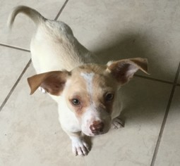Welsh Cardigan Corgi Dogs for adoption in Okeechobee, FL, USA
