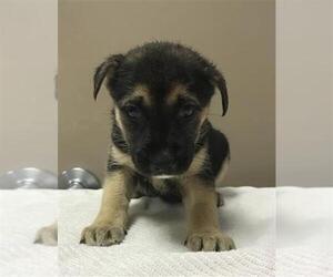 German Shepherd Dog-Unknown Mix Dogs for adoption in Conroe, TX, USA