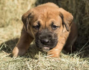 Medium Photo #1 German Shepherd Dog-Unknown Mix Puppy For Sale in Minneapolis, MN, USA