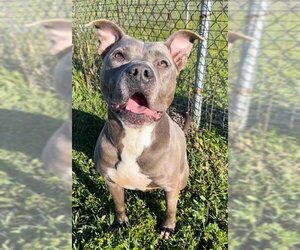 Staffordshire Bull Terrier Dogs for adoption in Rosenberg, TX, USA