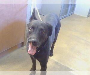 German Shepherd Dog Dogs for adoption in Sacramento, CA, USA