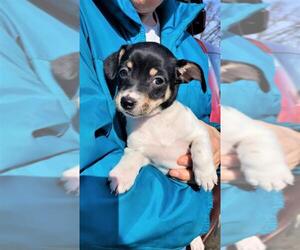 Jack-Rat Terrier Dogs for adoption in Crystal, MN, USA