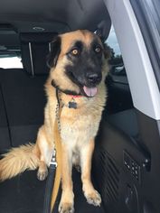 Golden Labrador Dogs for adoption in Irvine, CA, USA