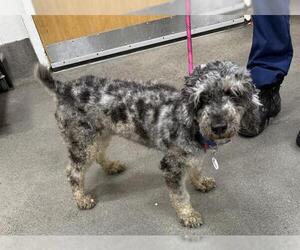 Poodle (Miniature)-Unknown Mix Dogs for adoption in Forestville, MD, USA