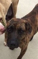 Bulloxer Dogs for adoption in Rockaway, NJ, USA
