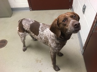 German Shorthaired Pointer Dogs for adoption in Alexandria, VA, USA