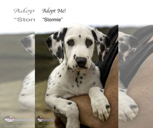 Dalmatian Dogs for adoption in Santa Clarita, CA, USA