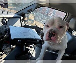 American Bulldog-Unknown Mix Dogs for adoption in Grand Prairie, TX, USA