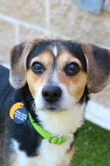 Beagle Dogs for adoption in Dedham, MA, USA