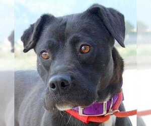 Boxador Dogs for adoption in Taos, NM, USA