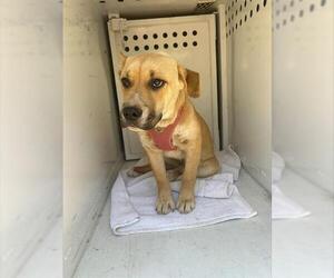 Siberian Husky-Unknown Mix Dogs for adoption in Sacramento, CA, USA