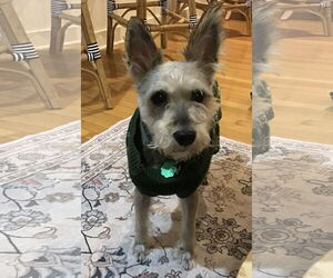 Miniature Schnauzer-Unknown Mix Dogs for adoption in Lenoir, NC, USA