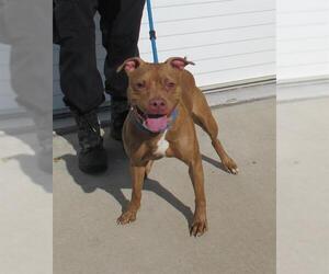 American Pit Bull Terrier Dogs for adoption in Louisville, KY, USA