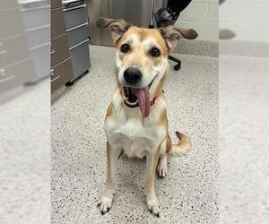 German Shepherd Dog-Unknown Mix Dogs for adoption in Brighton, CO, USA