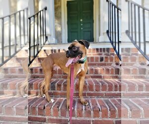 Boxer Dogs for adoption in Richmond, VA, USA