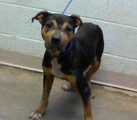 Mutt Dogs for adoption in Decatur, GA, USA