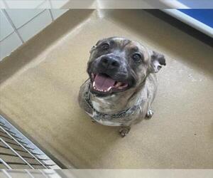 American Pit Bull Terrier Dogs for adoption in Derwood, MD, USA