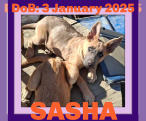 German Shepherd Dog-Unknown Mix Dogs for adoption in Sebec, ME, USA