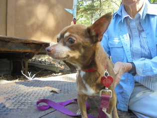Chihuahua Dogs for adoption in Blairsville, GA, USA