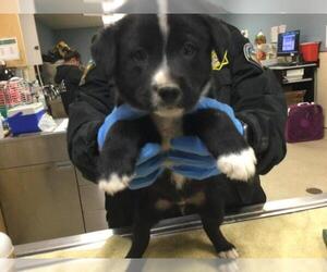 Mutt Dogs for adoption in Riverside, CA, USA