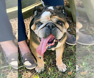 Bulldog Dogs for adoption in Dripping Springs, TX, USA