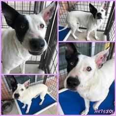 Collie Dogs for adoption in San Antonio, TX, USA