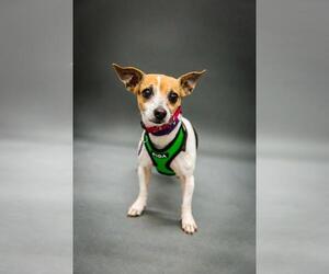 Rat-Cha Dogs for adoption in Princeton, MN, USA